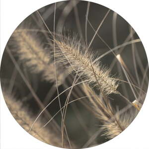 Obraz ø 40 cm Mellow Grasses 2 – Malerifabrikken