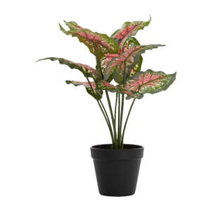 Umelá rastlina (výška  40 cm) Caladium – Light & Living